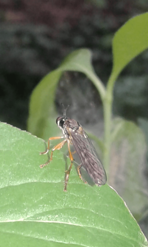 Asilidae : Dioctria sp. ? S